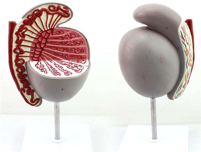 陰囊溼疹用什麼藥 