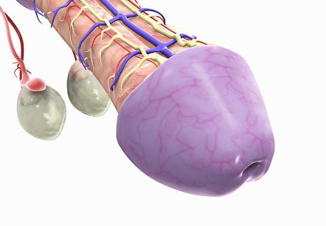 精索曲張睪丸下墜時