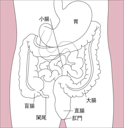 盲腸的位置 (45) 