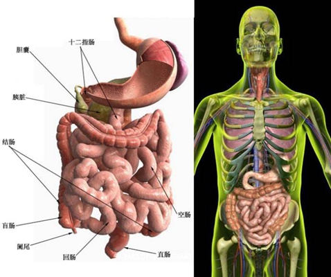 盲腸的位置 (44) 