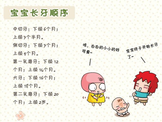 乳牙換牙順序 (36) 