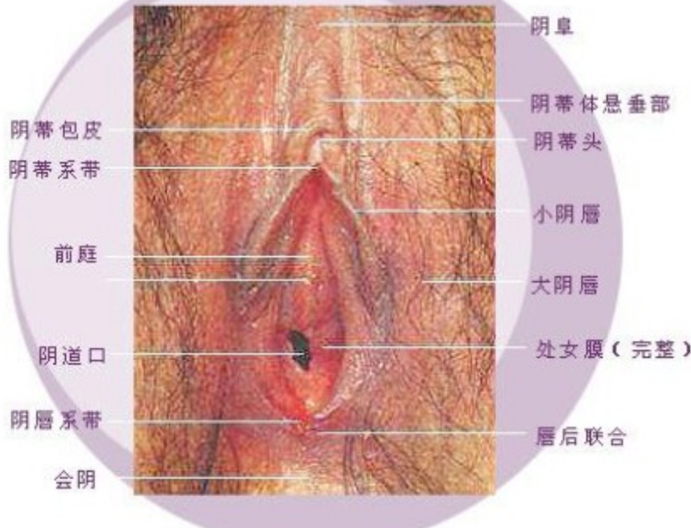 完整的處女膜真人