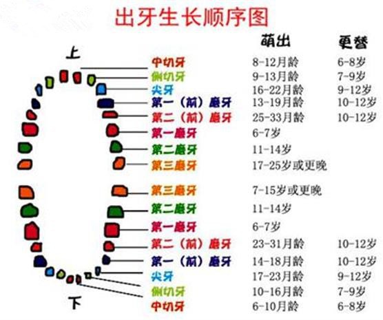 乳牙換牙順序 (47) 