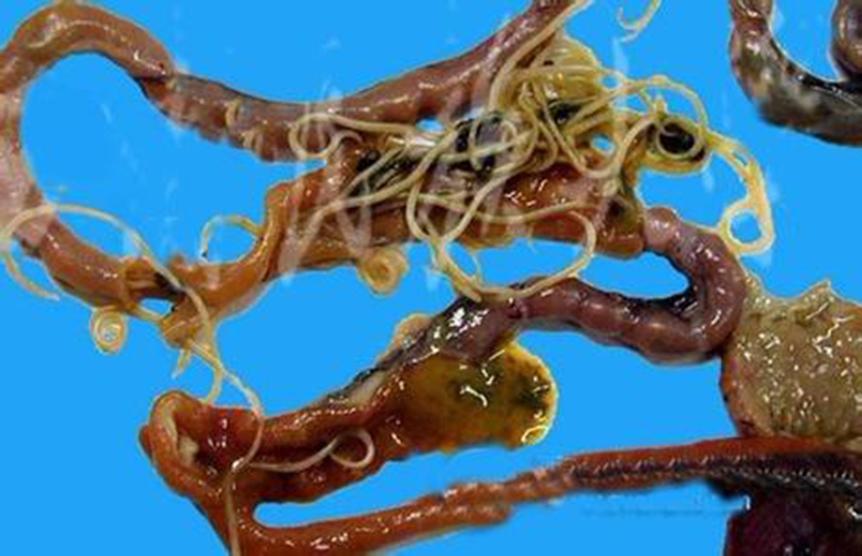 蛔蟲病症狀早期的