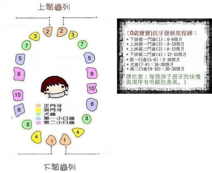 乳牙換牙順序 (6) 