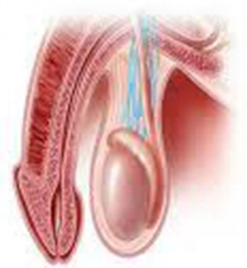 睪丸形態的特徵的