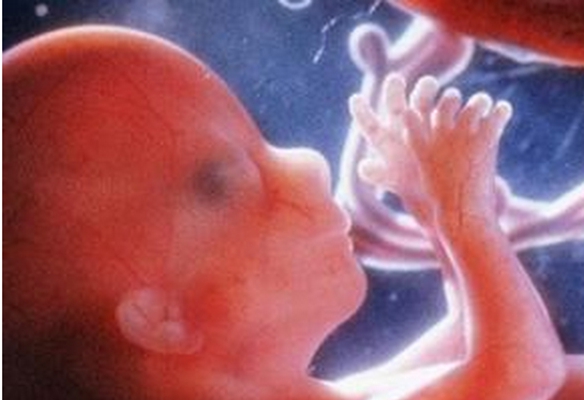 胎兒發育圖 (96) 