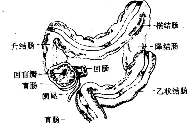 盲腸的位置 (47) 