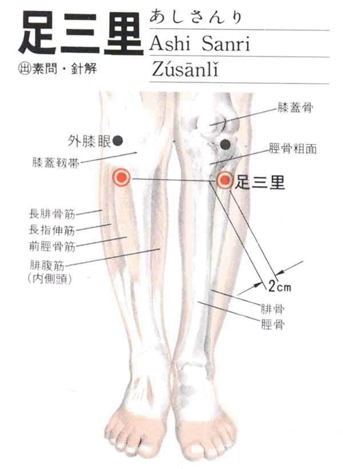小腿穴位足三里穴具體位置