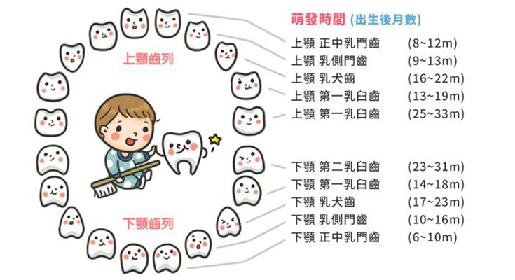 乳牙換牙順序 (35) 