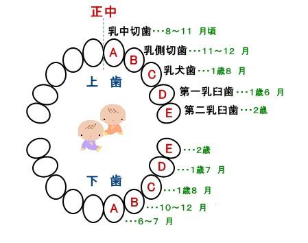 乳牙換牙順序 (8) 