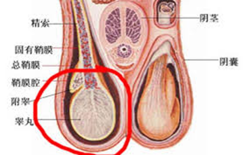 睪丸圖解