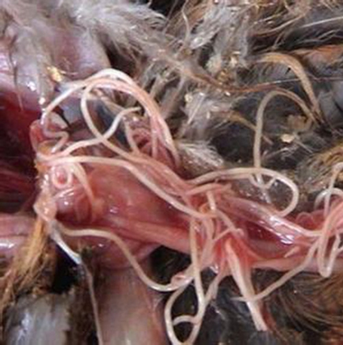 蛔蟲病症狀全解的