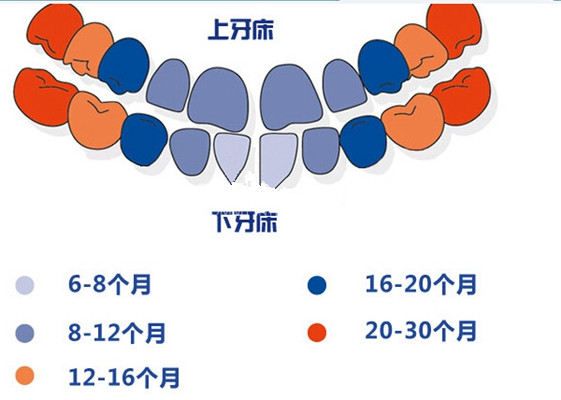 乳牙換牙順序 (33) 