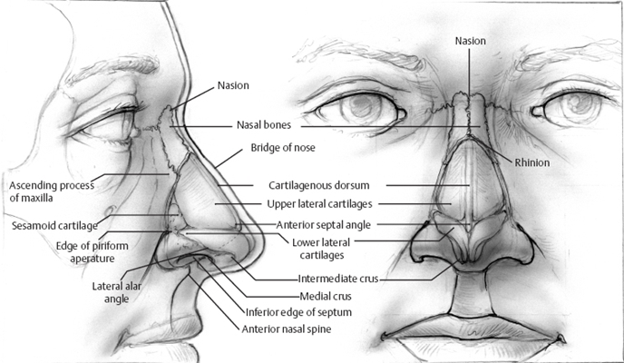 鼻中隔彎曲手術圖解 (5) 