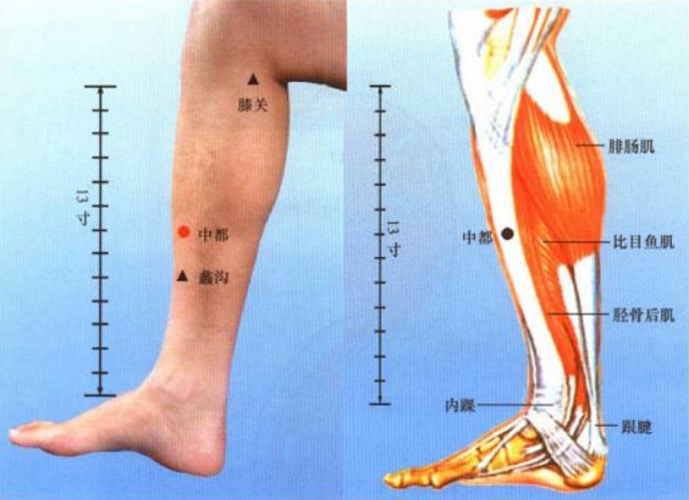 小腿穴位中都是在哪個位置