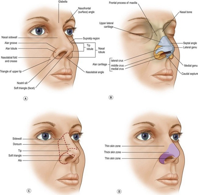鼻中隔彎曲手術圖解 (9) 