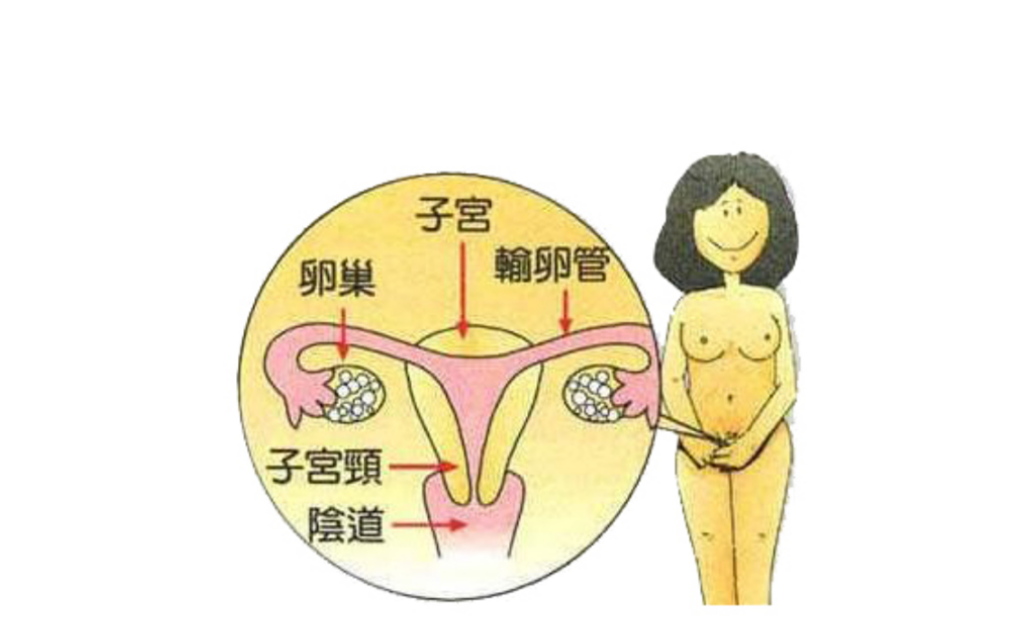 正常女性人工陰道