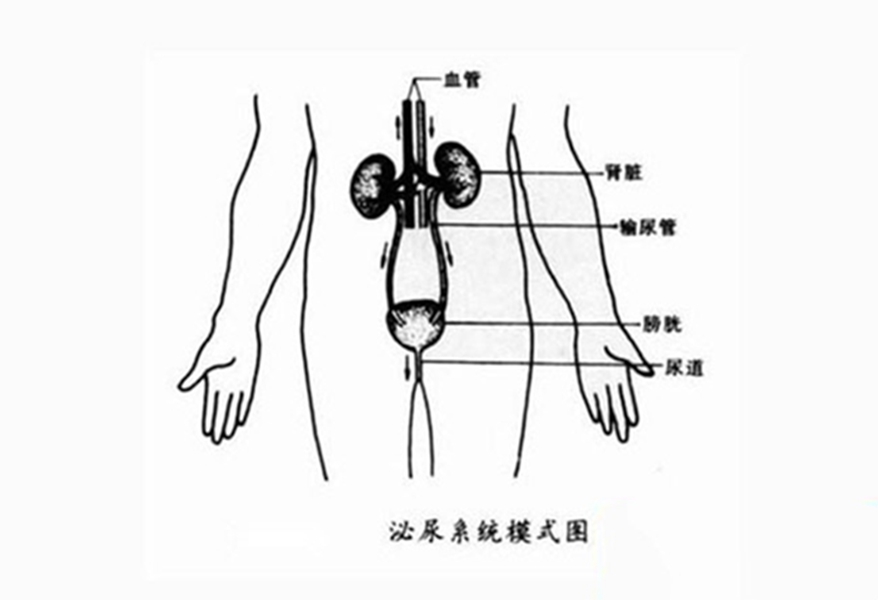 泌尿系統疾病常見症狀 