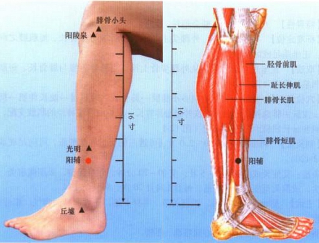 小腿穴位陽輔是在哪個位置