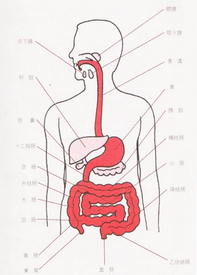 盲腸的位置 (40) 