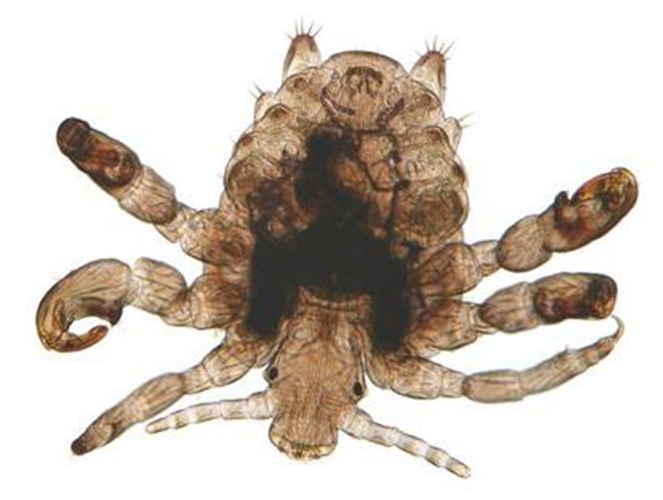 陰蝨的危害有哪些