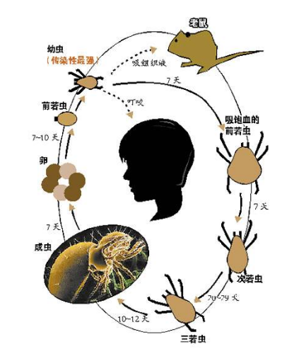 身體蟎蟲過敏症狀