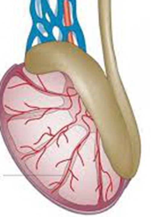 睪丸詳細的圖解