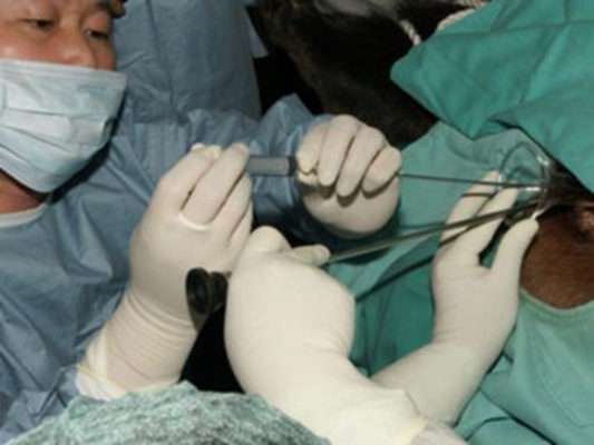 人工受完孕的過程 (49) 