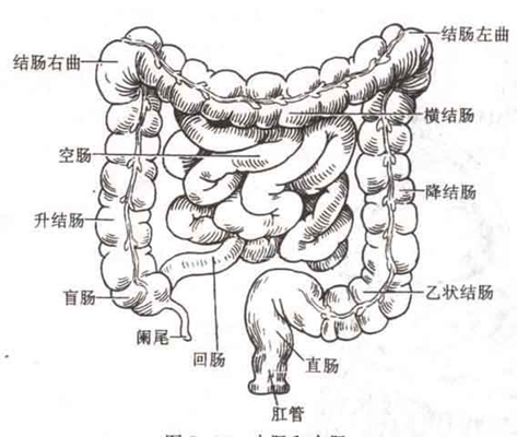 盲腸的位置 (46) 