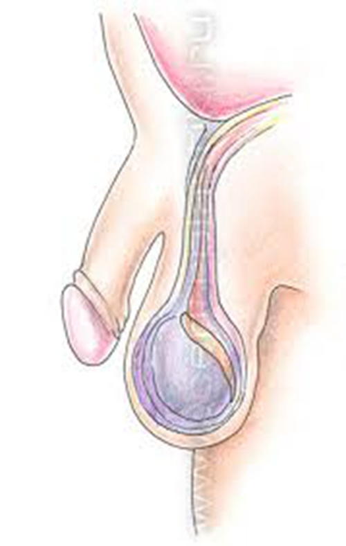 睪丸外形的圖解