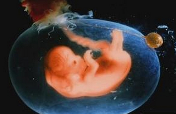 胎兒發育圖 (88) 