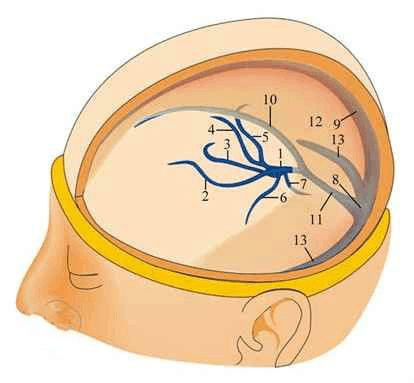 硬腦膜側切漫畫 
