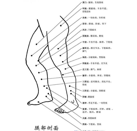 小腿穴位在什麼位置大
