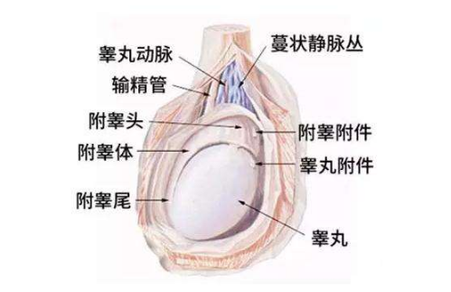 精索曲張睪丸下墜時