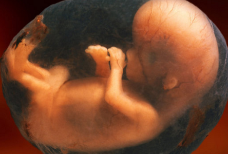 胎兒在肚子裡的姿勢 (8) 