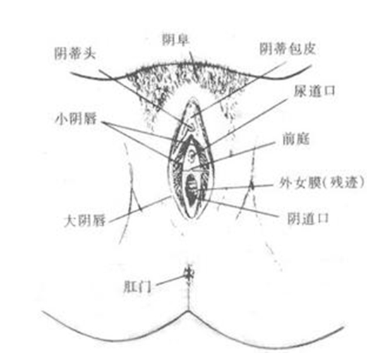 外陰潰瘍症狀的