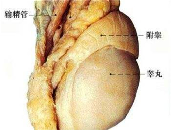陰囊溼疹用什麼藥膏 