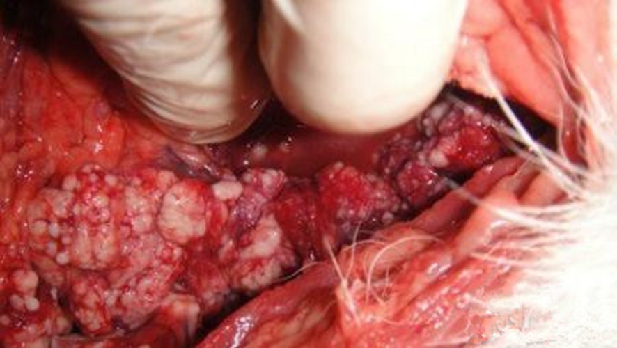 轉移性肺腺癌怎麼治療