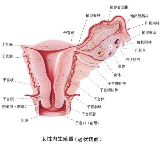 女性生殖器內臟器官分佈圖冠狀切面