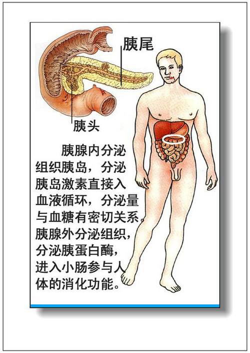 胰腺內臟器官分佈圖