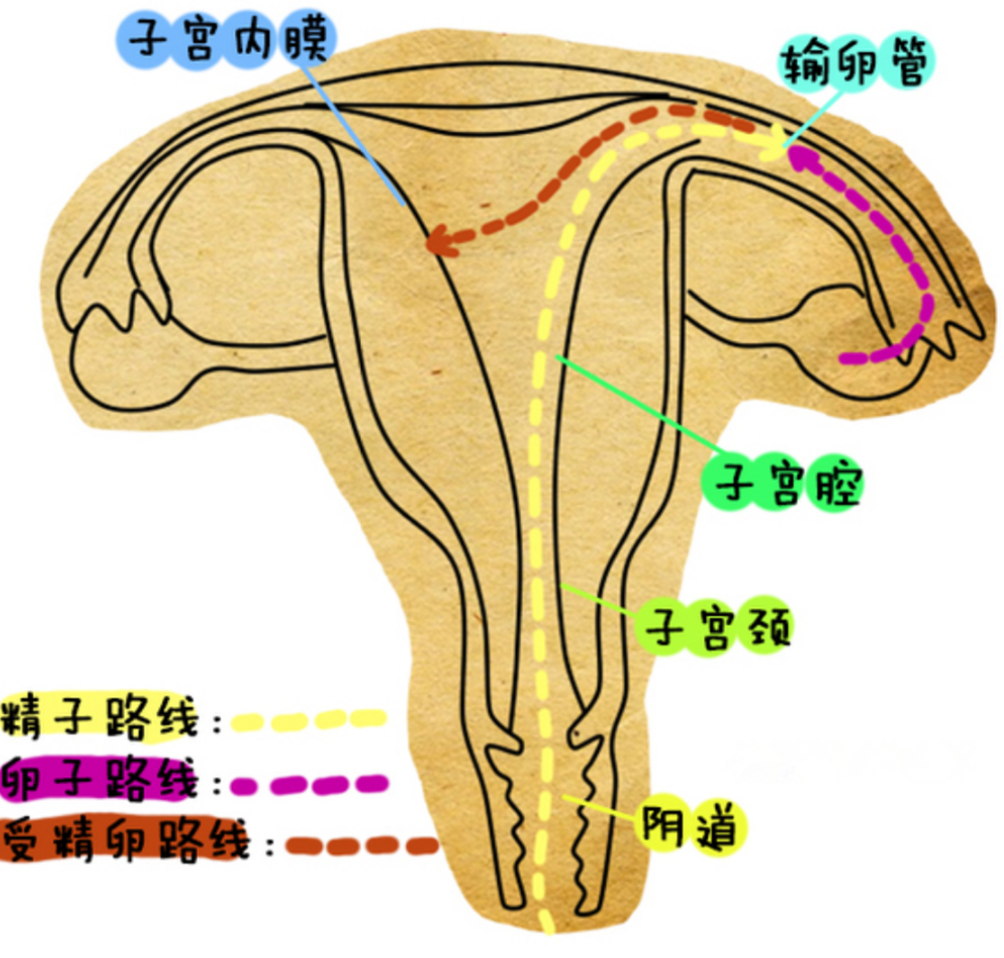 人工陰道漫畫的