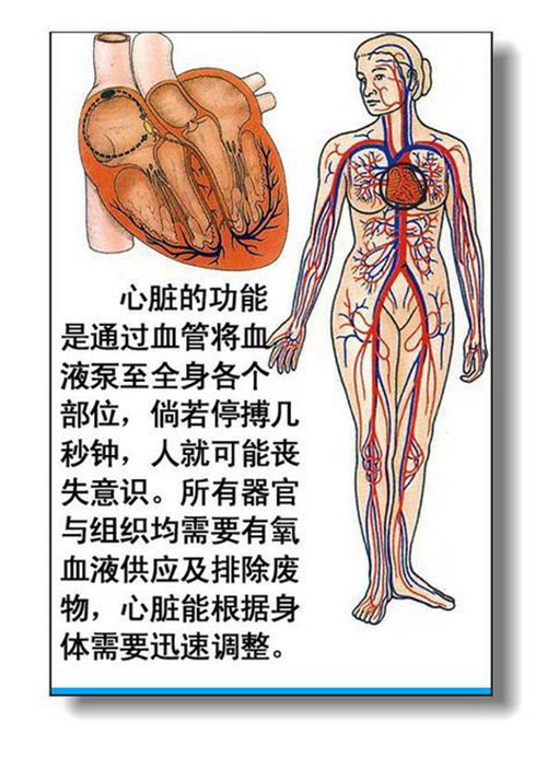 心臟內臟器官分佈圖