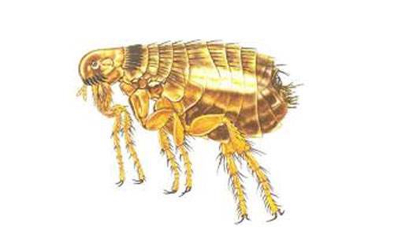 陰蝨蟲是怎麼來的的